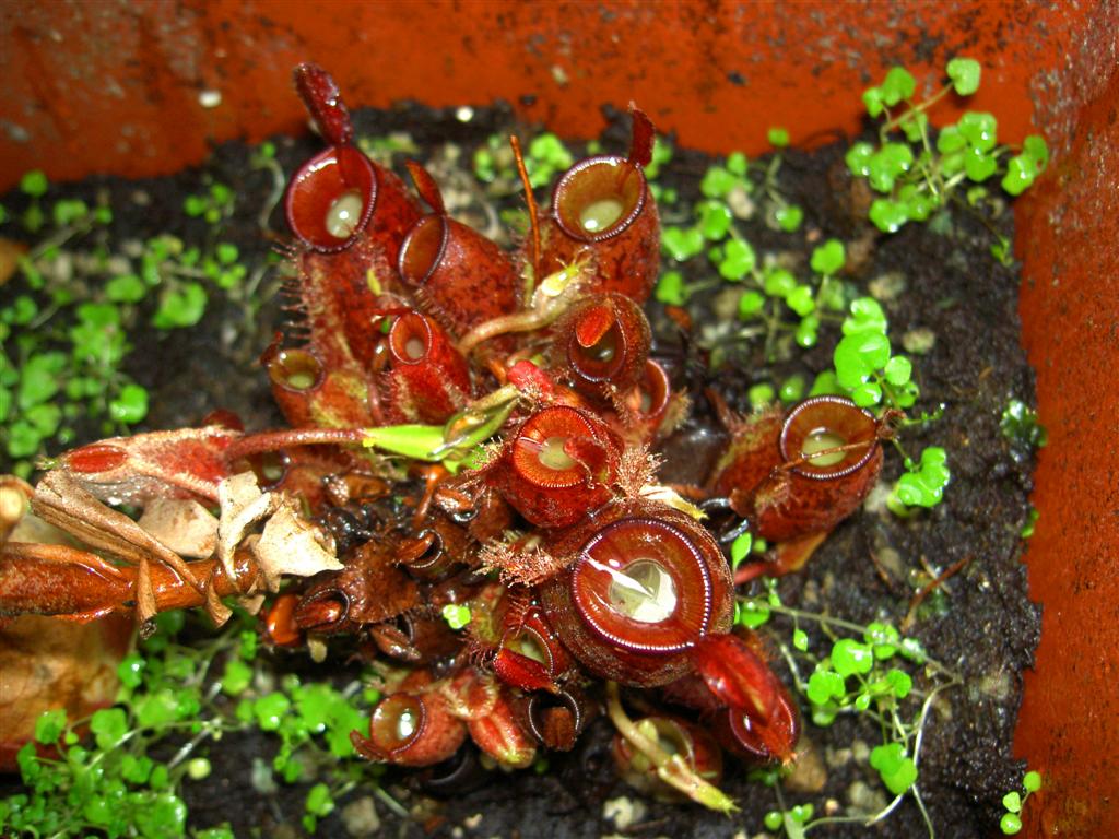 Nepenthes ampullaria 'harlequin' 4